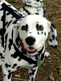 dalmation dalmatian puppy cute animals cute puppies