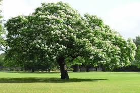 Arbres A Croissance Rapide Catalpa En 2020 Arbres A Croissance Rapide Croissance Rapide Arbre De Jardin