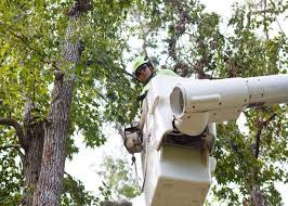 Homeadvisor's tree removal cost estimator provides average price information for removing all types of trees, large or small. Tree Service Tree Services Tree Care West Des Moines Ia