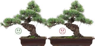 We did not find results for: Seleccion De Macetas De Bonsai Bonsaischule Wenddorf