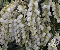 Pieris is adapted to partial shade, but grow well in full sun in cooler climates. Pieris Mountain Snow Covingtons