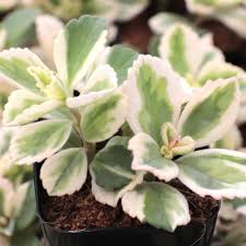 Image result for Plectranthus elegans