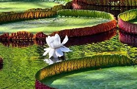 Il se trouve dans la ville de pamplemousses dans la partie nord de l'ile. Mauritius Activity Discover The Best Garden Nouvini Ile Maurice