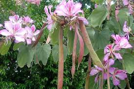 Maybe you would like to learn more about one of these? List Of Flowering Trees In India 1 Is My Favourite