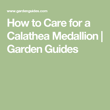 How To Care For A Calathea Medallion Garden Guides Calathea Garden Guide Plant Diseases