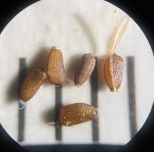 Image result for Cyperus foliaceus