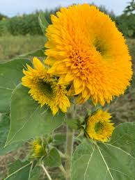 Pick your own flowers ontario. Sunflowers The Fieldstone Barn