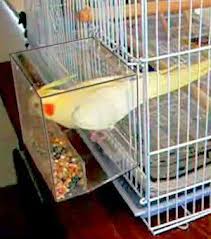 Bird Feeders For Small Birds Pin By Czarina On Birds Pet Birds Bird Supplies Cockatiel