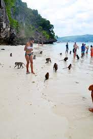 Maybe you would like to learn more about one of these? Monkey Beach Macaques Thailand Island Island Hopping White Sand Asia Travel South East Asia Boat Thailand Travel Monkey Beach Thailand Asia Travel