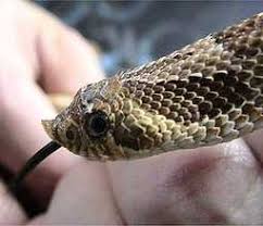 How big can hog nosed snakes get? Western Hognose Snake Facts