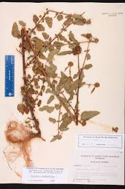 Image result for Melochia