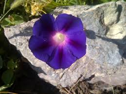 25 Deadly Plants You Should Always Avoid Www Theviraler Com Travel Naturephotography Nature Photo Photograph Flower Seeds Morning Glory Deadly Plants