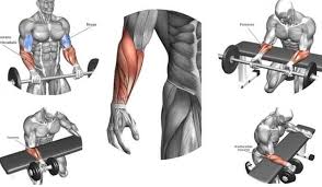 The 3 Best And Simple Exercises For Effective Forearm Gains Gymguider Com Forearm Workout Best Forearm Exercises Gym Workout Plan For Women