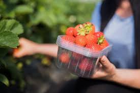 Erdbeeren gefrieren wunderbar und können später für desserts, smoothies, gekühlte erdbeersuppe oder alles, was gekocht oder püriert wird, verwendet werden. Hier Konnen Sie Selbst Erdbeeren Pflucken Haz Hannoversche Allgemeine