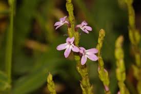 Image result for Striga gesnerioides