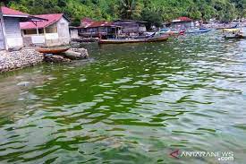 Beli lobster air tawar online terdekat di depok berkualitas dengan harga murah terbaru 2021 di tokopedia! Mendadak Air Laut Di Perairan Padang Berubah Jadi Hijau Jpnn Com