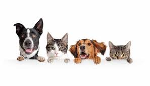 The story centers on the relationships between cats and dogs, depicting the relationship as an intense rivalry in which. Dogs Versus Cats Which Are Best Vertical Leap