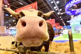 Coronavirus Le Salon De L Agriculture 2021 A Paris Est Annule Sortiraparis Com