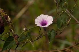 Image result for Ipomoea tenuirostris