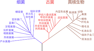 维基百科- Wikipedia