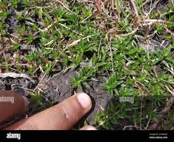 Image result for Lepidagathis andersoniana