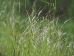 Image result for Heteropogon