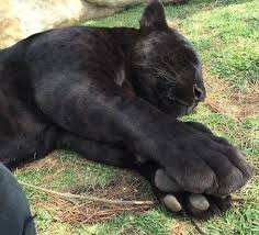 Black Panther With Large Paws Cute Animals Animals Funny Animals