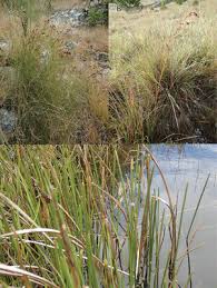 Image result for Courtoisina assimilis