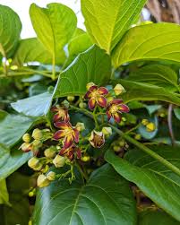 Image result for Mondia ecornuta