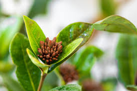 Image result for Ixora sp. A