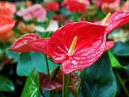 Easy to grow flowers in the philippines. Anthurium Care Tips On The Proper Care For Anthurium