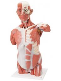Upper torso 1 blood vessels. Life Size Human Muscle Torso Model 27 Part 3b Smart Anatomy