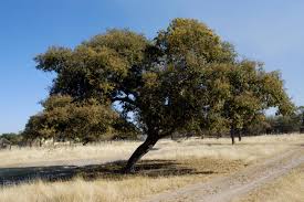 Image result for Strephonema