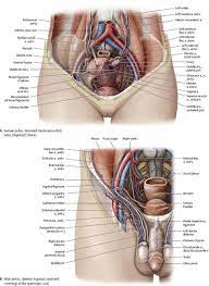 Abdominal pain | digestive system. Abdominal Anatomy Female Right Side Tooloop Com Human Body Organs Human Organ Diagram Body Female Abdominal Muscles In Humananatomybody Com Ayamm Ub