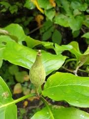 Image result for Grevea