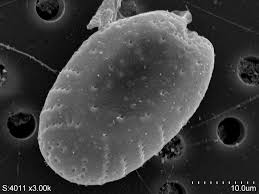 Image result for Macrotyloma ellipticum