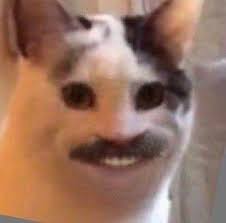 Pin By Azra Erdogan On Y E E T U S Funny Animal Memes Meme Faces Cute Memes