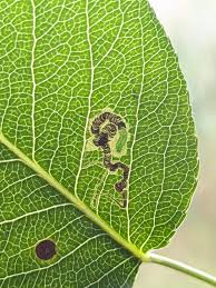Image result for Stigmella pyri