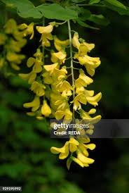 Image result for Laburnum anagyroides