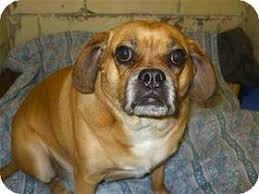 Incline Village Nv Pug Beagle Mix Meet Puddles A Dog For Adoption Pug Beagle Mix Dog Adoption Hound Breeds