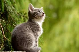 Share bahan artis idola kalian open paid promote, langsung dm admin | twuko. Nama Kucing Nabi Kisah Kecintaan Rasulullah Pada Muezza