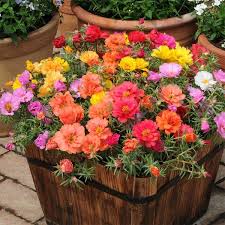 Image result for Portulaca