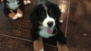Bernese mountain dog breeders wisconsin. 11 Week Old Luigi Bernese Mountain Dog Youtube