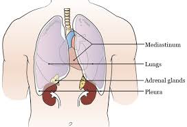 Learn more about what the stages of lung cancers mean. Image Guided Biopsy Of Your Lung Pleura Mediastinum Or Adrenal Glands Memorial Sloan Kettering Cancer Center