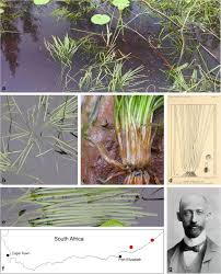 Image result for Isoetes schweinfurthii