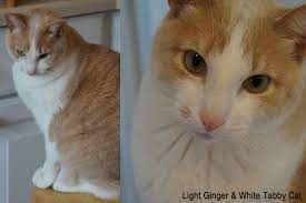 Cat Identification Guide To Mixed Breed Alley Cats By Color