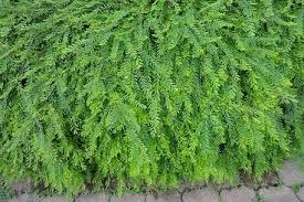 Image result for Phyllanthus polyspermus