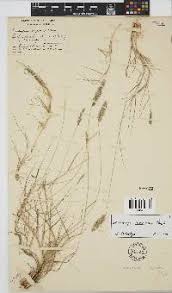 Image result for Enneapogon pretoriensis