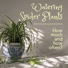 This plant is virtually indestructible. Watering Spider Plants How Often And How Much Dengarden