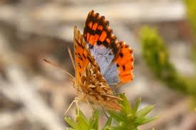 Image result for Allophylus whitei